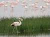 Lake Nakuru Lodge - Bird Watching 